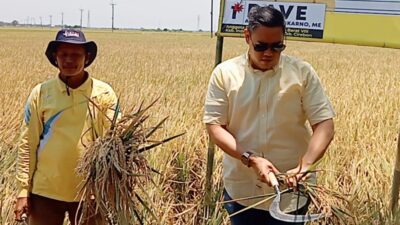 Dave Laksono Tinjau Panen Raya di Widasari, Indramayu