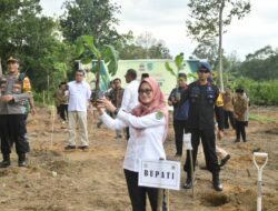 Bersama Pj. Gubernur Sulsel, Indah Putri Indriani Lakukan Penanaman Perdana Pisang Cavendish di Lutra