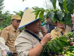 Arinal Djunaidi Sumringah Petik Kopi Arabika Hasil Panen Petani di Lampung Barat