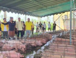 Sambut Hari Raya Galungan, Wayan Suyasa Bagi-Bagi 15 Ton Daging Babi Untuk Masyarakat Badung