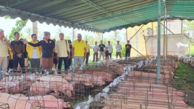 Sambut Hari Raya Galungan, Wayan Suyasa Bagi-Bagi 15 Ton Daging Babi Untuk Masyarakat Badung