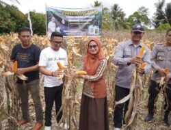 Indah Putri Indriani Ajak Petani Jagung di Lutra Gunakan Pupuk Organik
