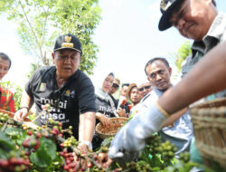 Gubernur Lampung, Arinal Djunaidi Tinjau Perkebunan Tumpang Sari Kopi-Lada di di Lampung Barat