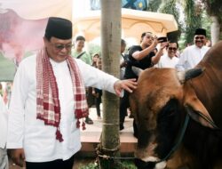 Gubernur Sahbirin Noor Serahkan Sapi Kurban Berbobot 1,8 Ton Bantuan Presiden Jokowi Untuk Masyarakat Kalsel