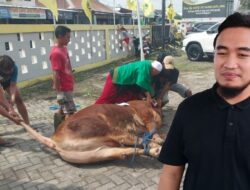 Robinsar Sumbang Puluhan Ekor Sapi Untuk Partai Golkar Kota Cilegon