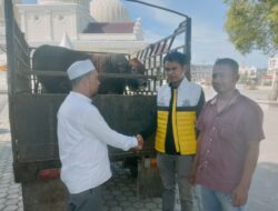 Peringatan Maulid Nabi, Partai Golkar Bireun Sumbang 1 Ekor Sapi Untuk Masjid Agung Sultan Jeumpa