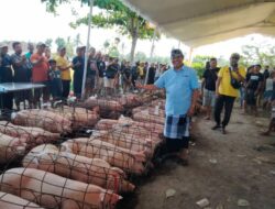 Wayan Suyasa Bagikan 20 Ton Daging Babi Gratis Untuk Perayaan Galungan dan Kuningan Masyarakat Badung