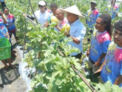 Melki Laka Lena Panen Pertama Melon Golden Bersama Petani Desa Nunkurus, Kupang