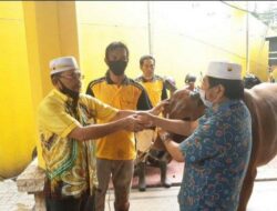 Supian HK Ungkap Tradisi Unik Hulu Sungai di Momen Idul Adha: Sapi Harus Didandani