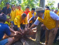 Partai Golkar Sumut Kurban 110 Sapi dan 4 Kambing, Musa Rajekshah: Kewajiban Kita Untuk Berbagi
