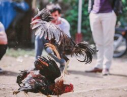 Nyoman Wirya Usulkan Legalisasi Tajen Sebagai Atraksi Budaya di Bali