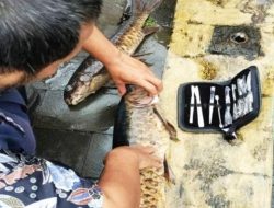 Ratusan Ikan Dewa Mati di Balong Girang, Bupati Kuningan Dian Rachmat Yanuar Turun Tangan