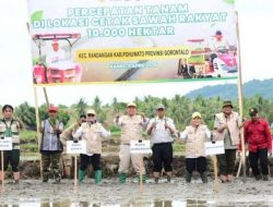Wagub Idah Syahidah Turun ke Sawah! 10.000 Hektare Digarap, Gorontalo Tancap Gas Swasembada Pangan