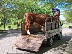 Sapi 1 Ton dari Sari Yuliati Jadi Berkah Idul Adha bagi Masyarakat Lombok Tengah