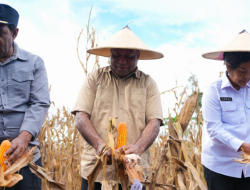 Gubernur Mathius Fakhiri Pimpin Panen Raya, Papua Siap Jadi Kekuatan Baru Pangan Nasional