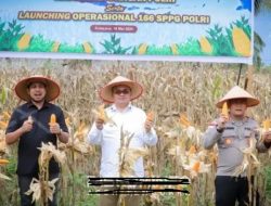 Bupati Salim Fakhry Bangga! Aceh Tenggara Jadi Raja Jagung Aceh dan Penopang Swasembada Pangan Nasional