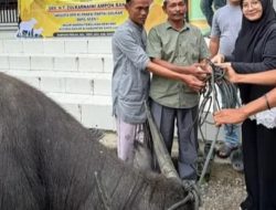 Ampon Bang Tembus Jalan Rusak dan Jembatan Putus Demi Antar Hewan Kurban ke Pedalaman Aceh