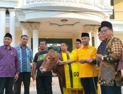 Partai Golkar Jatim Tebar Berkah Idul Adha, Sapi Kurban Bahlil Lahadalia Diserahkan ke NU dan Muhammadiyah