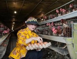 Harga Telur Anjlok! Sarifah Suraidah Desak Langkah Konkret Selamatkan Peternak