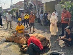 Adela Kanasya Adies Tebar 51 Hewan Kurban untuk Warga Surabaya–Sidoarjo