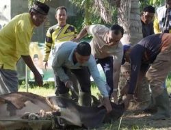 Partai Golkar Aceh Kirim Kurban ke Wilayah Banjir, Salim Fakhry: Jangan Biarkan Warga Merayakan dalam Keterbatasan