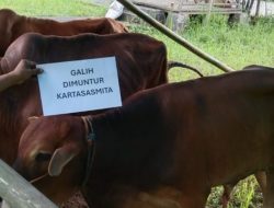 Tebar Berkah Idul Adha, Galih Dimuntur Kartasasmita Bagikan 15 Sapi Kurban Untuk Warga Dapil Jabar IX