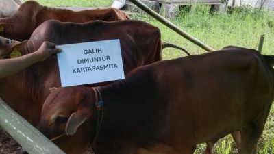Tebar Berkah Idul Adha, Galih Dimuntur Kartasasmita Bagikan 15 Sapi Kurban Untuk Warga Dapil Jabar IX