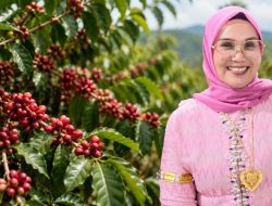 Bupati Andi Ina Kartika Jadikan Kopi sebagai Harapan Baru Ekonomi Pedesaan Barru