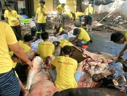 Partai Golkar DKI Bergerak! Ahmed Zaki Iskandar Salurkan 117 Hewan Kurban untuk Warga Jakarta